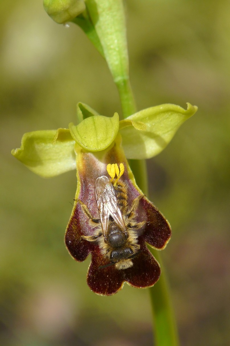 Aiuto...  Andrena cfr. hesperia, maschio